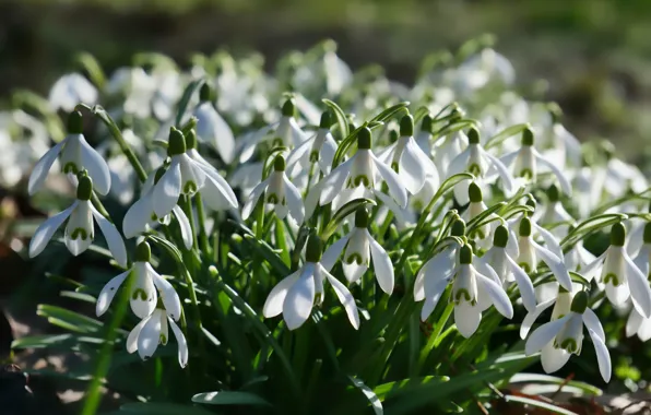 Light, flowers, glade, spring, snowdrops, white, primroses, bushes