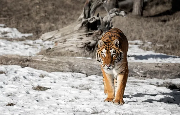 Picture predator, snow, winter, nature, bokeh, tiger, the sun