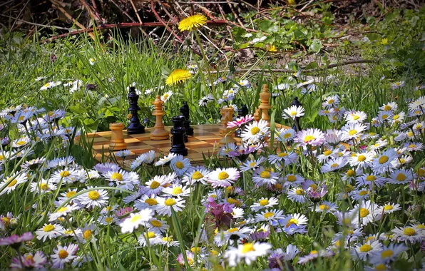 Summer, flowers, nature, chess