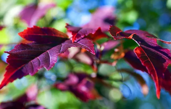 Autumn, leaves, nature