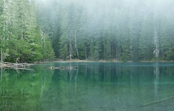 Forest, water, trees, landscape, nature, fog, lake, forest