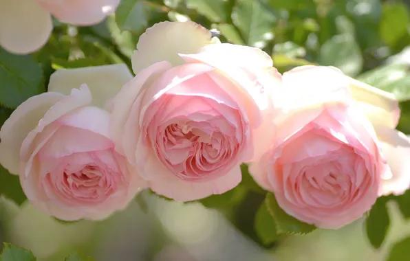 Tenderness, roses, buds