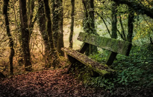 Autumn, nature, bench