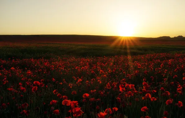 Field, landscape, sunset, Maki