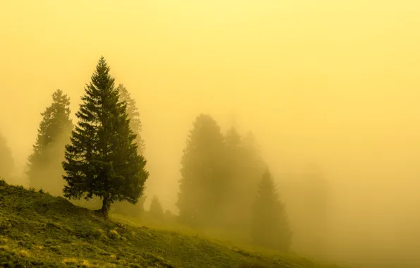 Picture trees, nature, fog
