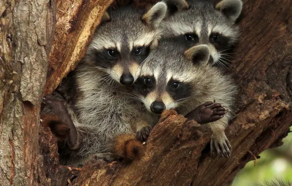 Tree, raccoons, the hollow, Trinity