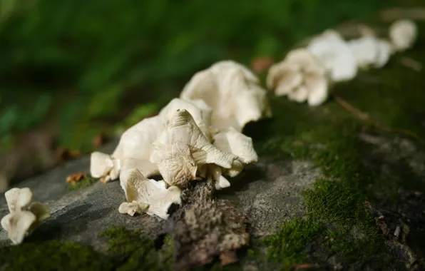 Macro, Forest, Mushrooms, Moss