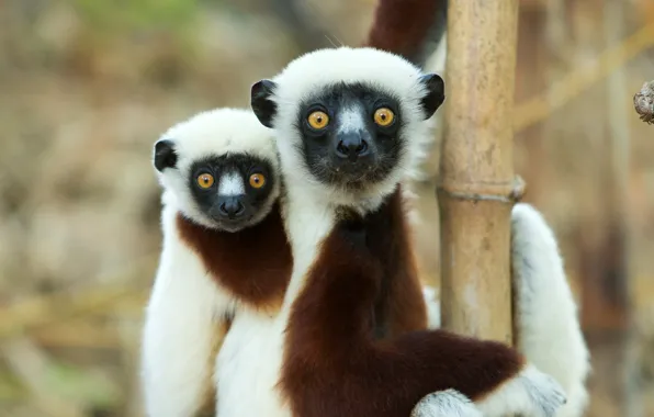 Look, portrait, bamboo, lemur, lemurs, a couple, cub, mom