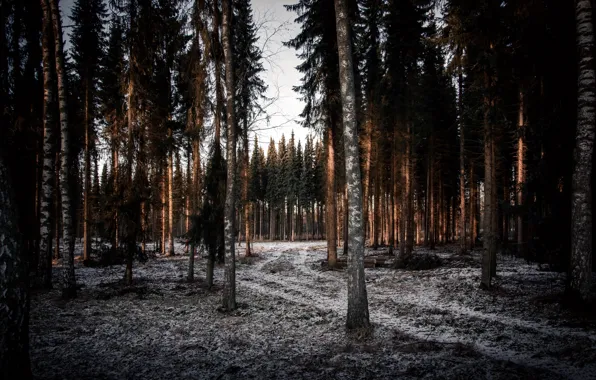 Winter, forest, nature