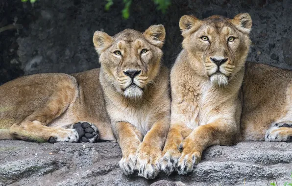 Lions, animal, big cats, lionesses