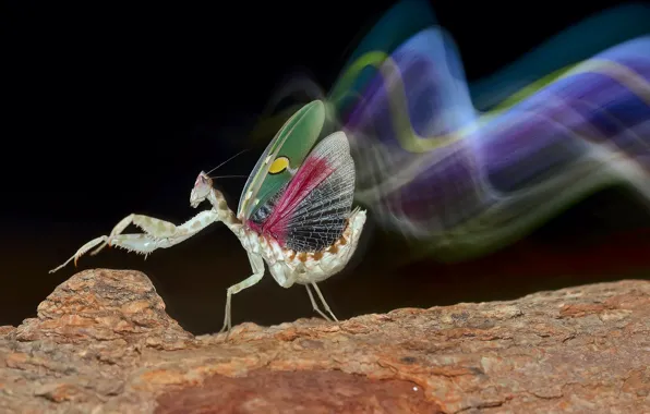 Macro, line, pose, strip, movement, pattern, trail, dance