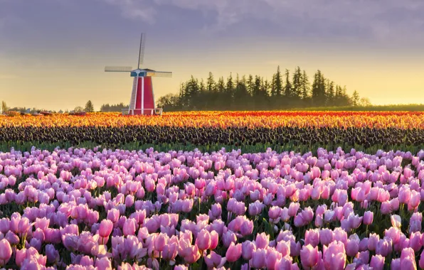 Picture field, trees, flowers, Oregon, mill, tulips, plantation