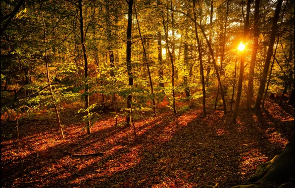 Picture autumn, forest, leaves, the sun, rays, trees, yellow