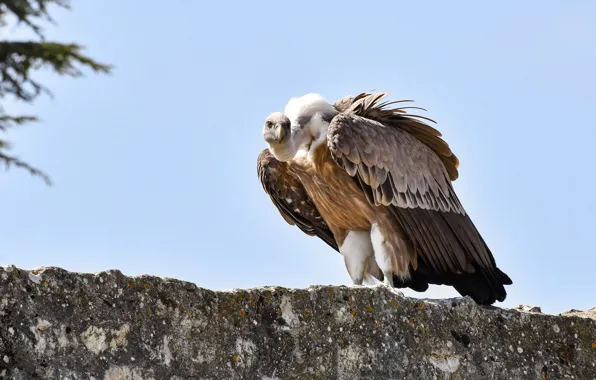 The sky, bird, Grif, predatory