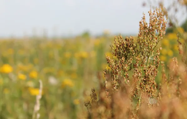 Summer, plant, village, July, 2016