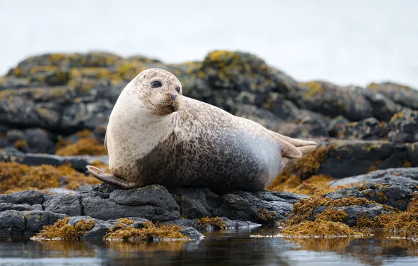 Seal, rocks, stones