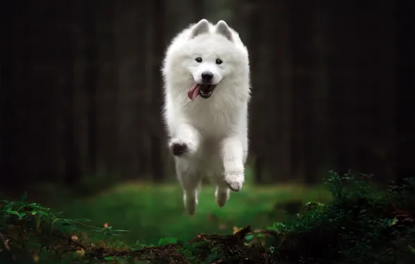 Forest, each, dog