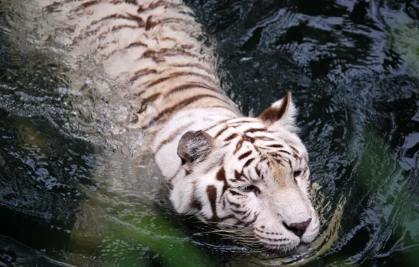 Picture white, water, tiger