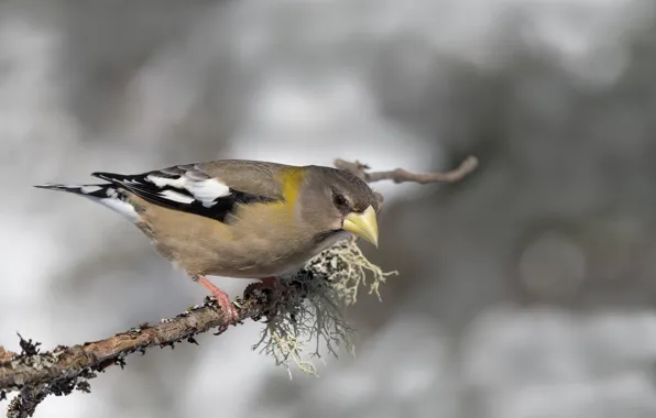 Bird, branch, beak, female, American evening Grosbeak