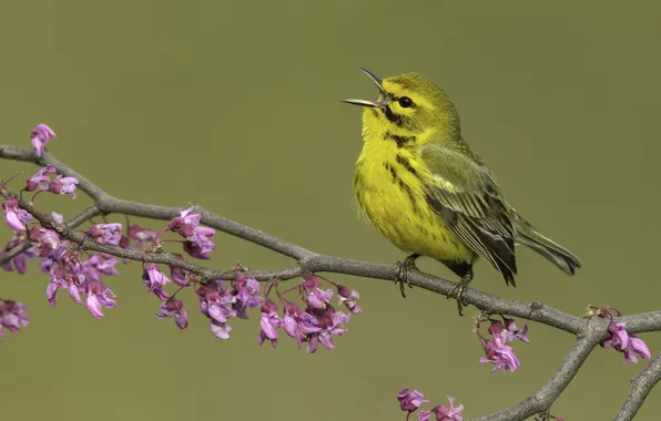 Branch, bird, singing, baby