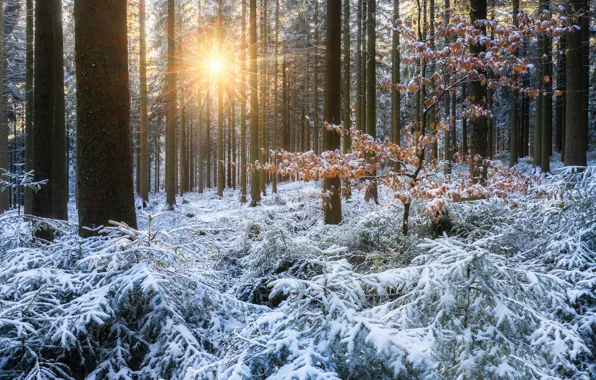 Winter, frost, forest, leaves, the sun, rays, light, snow