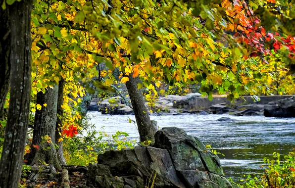 Autumn, leaves, trees, river, stones, stream