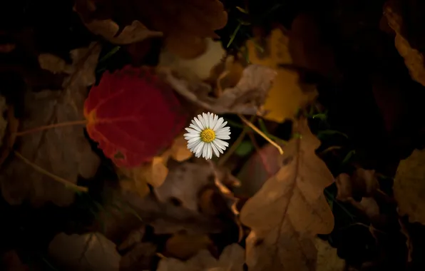 Leaves, macro, flowers, background, widescreen, Wallpaper, blur, Daisy