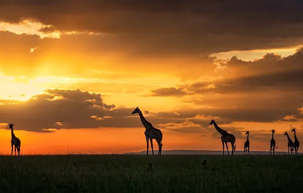 Sunset, giraffes, Kenya, Masai Mara