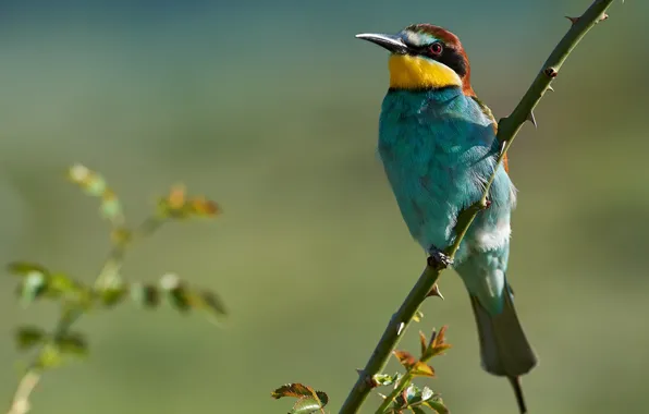 Picture nature, bird, branch, European bee-eater, Kalin Botev