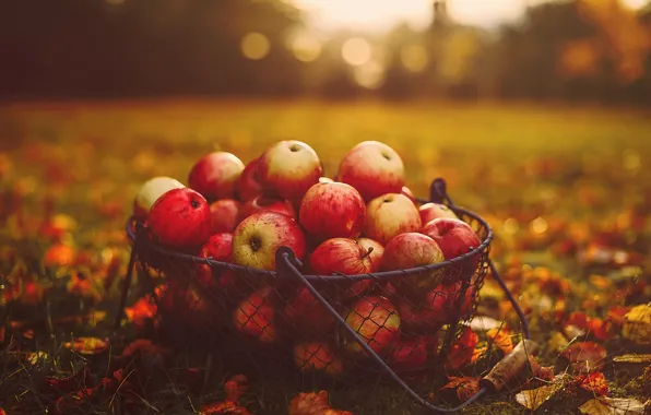 Picture autumn, grass, leaves, basket, apples, food