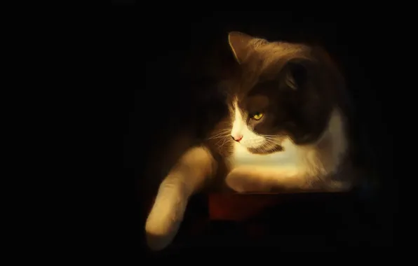 Cat, cat, look, face, light, lies, black background, foot