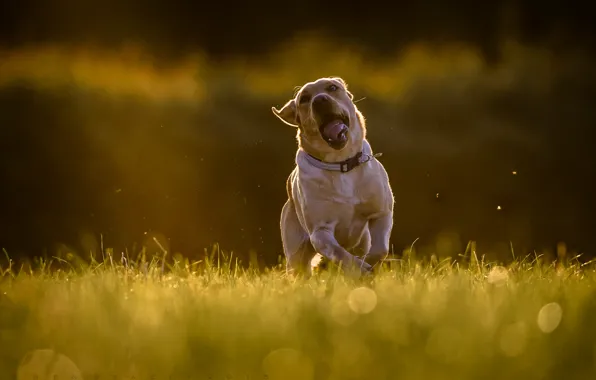 Picture dog, running, walk, expanse, Labrador Retriever