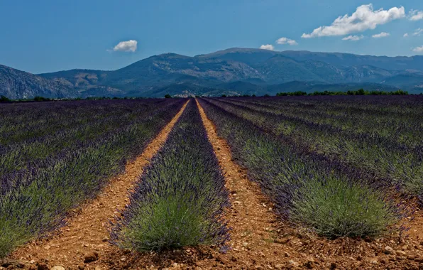 Field, summer, the sky, clouds, flowers, mountains, nature, blue