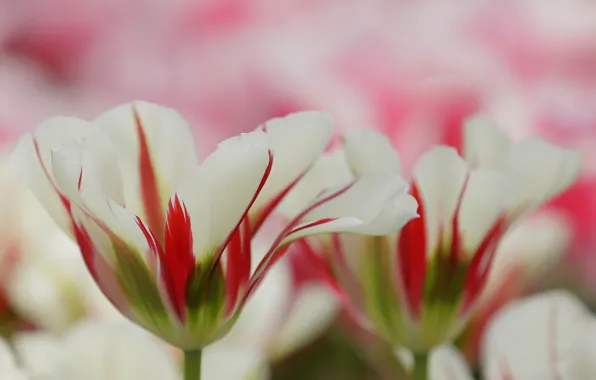 Red, background, blur, petals, white
