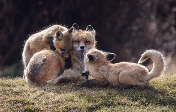 Picture field, nature, Fox