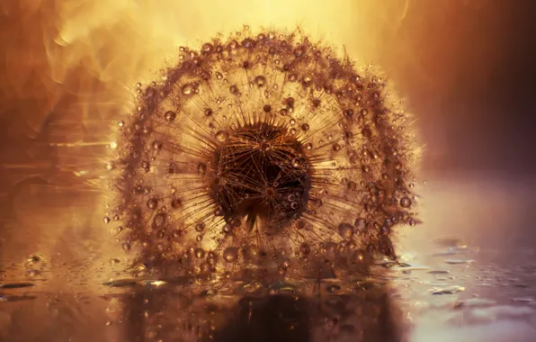 Drops, light, dandelion
