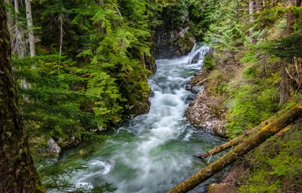 Forest, river, Washington, Washington State, Denny Creek