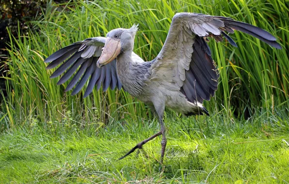 Picture bird, stork, whalebill, Balaenicipitidae, shoebill