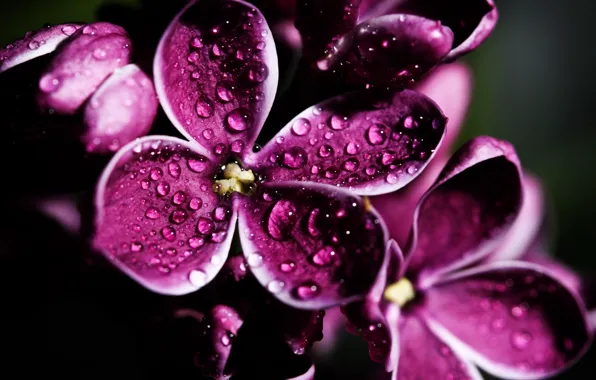 Picture flower, drops, macro, lilac, spring, flowering