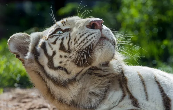 Cat, look, face, white tiger, ©Tambako The Jaguar