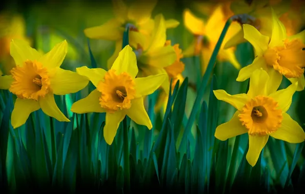Picture flowers, petals, yellow, daffodils