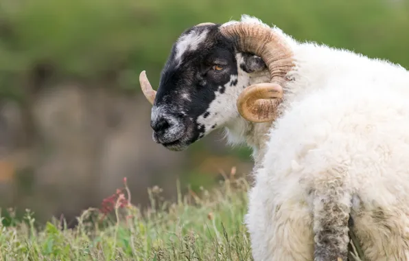 Field, grass, look, face, portrait, wool, horns, RAM