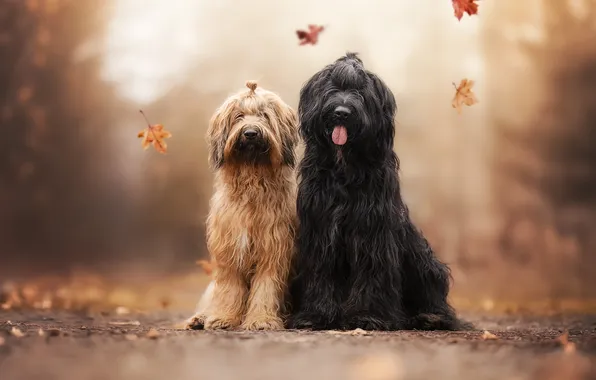 Picture autumn, dogs, leaves, a couple, French shepherd, Briar