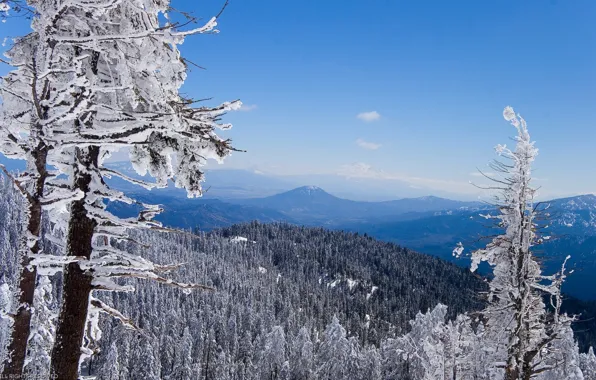 Winter, forest, Mountains