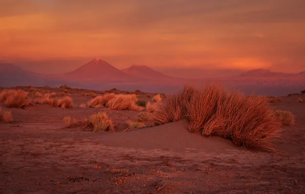 Picture sand, grass, mountains, desert, Mars, the bushes