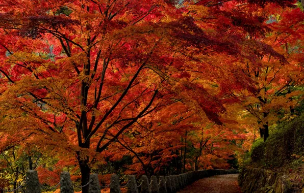 Autumn, trees, Park, Japan, alley, Nara Park
