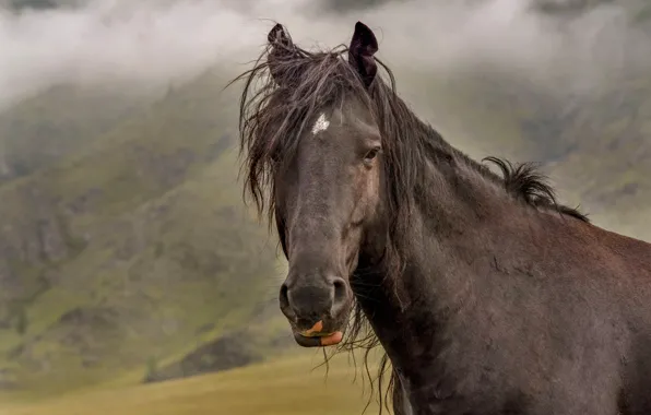 Picture look, face, mountains, nature, fog, horse, horse, portrait