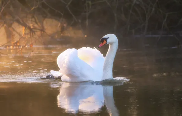 White, light, branches, reflection, bird, shore, haze, Swan