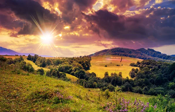 Picture field, forest, summer, the sky, grass, the sun, clouds, rays