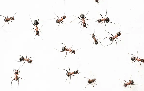 Picture nature, background, ants